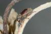 Orchestes testaceus